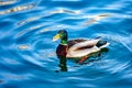 Wild duck Mallard swims