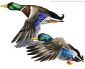 Wild duck mallard watercolor illustration. Royalty Free Stock Photo