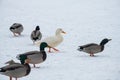 Wild duck mallard white rare mutant winter