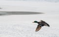 Wild duck mallard white snow winter fly Royalty Free Stock Photo