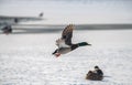 Wild duck mallard white snow winter fly Royalty Free Stock Photo