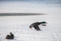 Wild duck mallard white snow winter fly Royalty Free Stock Photo