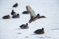 Wild duck mallard white snow winter fly Royalty Free Stock Photo