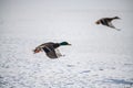 Wild duck mallard white snow winter fly Royalty Free Stock Photo