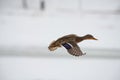 Wild duck mallard white snow winter fly Royalty Free Stock Photo