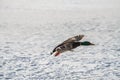 Wild duck mallard white snow winter fly Royalty Free Stock Photo