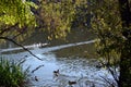 Wild duck - mallards on water of the pond