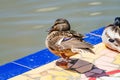 Wild Duck on Mosaic tiled by the water Royalty Free Stock Photo
