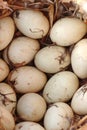 Wild duck nest with many eggs Royalty Free Stock Photo