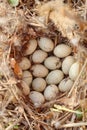 Wild duck nest with many eggs Royalty Free Stock Photo