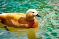 Wild duck Ogar on the lake. Close-up