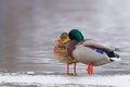 Wild duck pair on ice in winter time Anas platyrhynchos Royalty Free Stock Photo