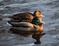 Wild duck pair