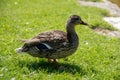 Wild duck in the park on the grass