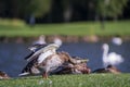 Wild duck in the park by the lake or river on a summer sunny day. Nature wildlife mallard duck on a green grass Royalty Free Stock Photo