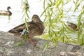 Wild duck peeks out of willow leaves
