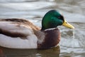 Wild duck in the pond. Closeup of a mallard male duck