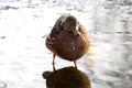 Wild duck in the pond. Closeup of mallard female duck