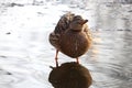 Wild duck in the pond. Closeup of a mallard female duck