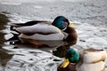 Wild duck in the pond. Closeup of a mallard male duck