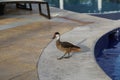 Wild ducks at the pool in the Dominican Republic