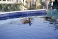 Wild ducks at the pool in the Dominican Republic