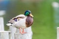 Wild Duck Portrait Royalty Free Stock Photo