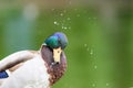 Wild Duck Portrait Royalty Free Stock Photo