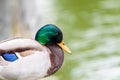 Wild Duck Portrait Royalty Free Stock Photo