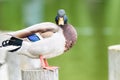 Wild Duck Portrait Royalty Free Stock Photo