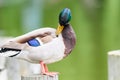 Wild Duck Portrait Royalty Free Stock Photo