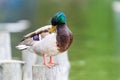 Wild Duck Portrait Royalty Free Stock Photo