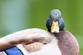 Wild Duck Portrait Royalty Free Stock Photo