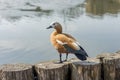 Wild duck portrait Royalty Free Stock Photo