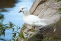 wild duck posing by the lake Royalty Free Stock Photo