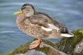 Wild duck posing by the lake Royalty Free Stock Photo