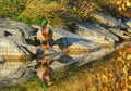 Wild duck posing on a lakeshore. Royalty Free Stock Photo