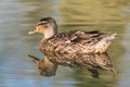 Wild duck Royalty Free Stock Photo