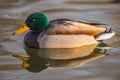 Wild duck, reflection in water