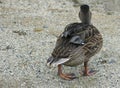 Wild duck on the sandy shore of the lake. Royalty Free Stock Photo