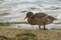 Wild duck on the sandy shore of the lake. Royalty Free Stock Photo