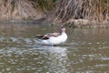 Wild duck, shelduck, in its natural environment in the marine lagoon. Adriatic sea nature reserve.