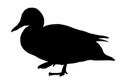 Mallard duck silhouette