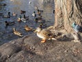 Wild duck sits on the Bank and basks in the sun next to a pond where other wild ducks and drakes swim