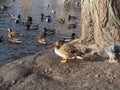 Wild duck sits on the Bank and basks in the sun next to a pond where other wild ducks and drakes swim Royalty Free Stock Photo