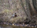 Wild duck sits on the bank of a pond Royalty Free Stock Photo