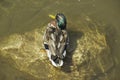 A wild duck sits on a rock in the water on a summer day. The concept of protection of wild animals and the environment