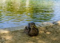 A wild duck sits on the surface of a pond with reflection and soft sunlight in a park Royalty Free Stock Photo