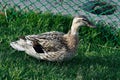 Wild duck sitting on the lawn at the decorative fence