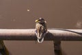 Wild duck sitting on the tube Royalty Free Stock Photo